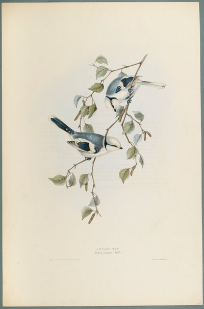 Parus Cyanus: Azurmejse (farve litho på vævet papir) af John Gould