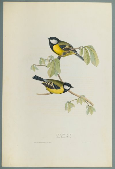 Parus Major: Stormejse (farve litho på vævet papir) af John Gould