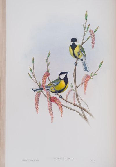 Parus Major, plade fra The Birds of Great Britain af John Gould, udgivet 1862-73 (håndkoloreret litografi) af John Gould