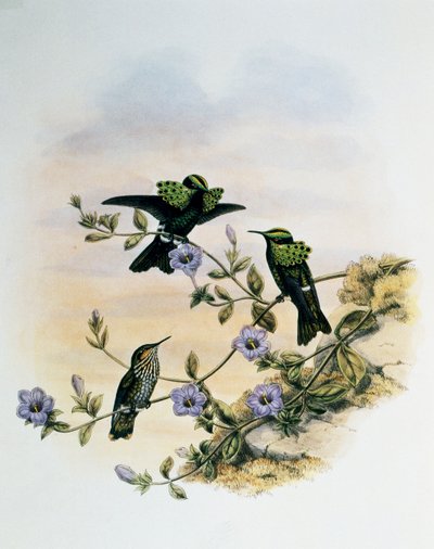 Peacock Coquette (Lophornis pavoninus), gravering fra Monograph of Trochilidae eller Humming Birds (1849-1861), af John Gould (1804-1881), Storbritannien af John Gould