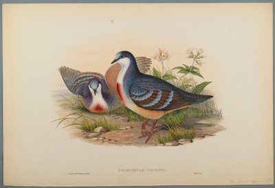 Philogoenas Cruenta (farve litho på vævet papir) af John Gould