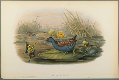 Porzana Pygmaea, Baillons Crane (farve litho på vævet papir) af John Gould