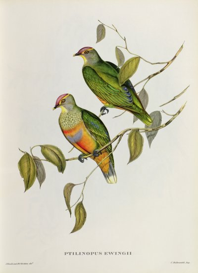 Ptilinopus Ewingii af John Gould