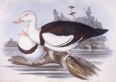 Radjah shelduck (Tadorna radjah), Indgravering af John Gould af John Gould
