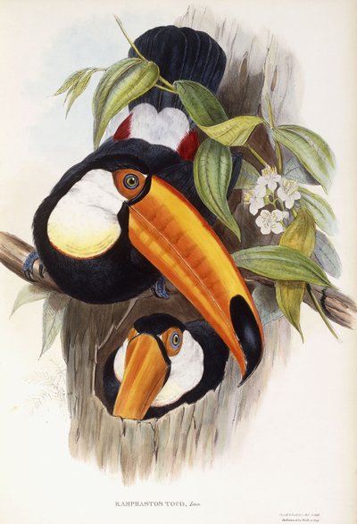Ramphastos Toco af John Gould