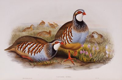Rødbenede Agerhøns, 1862-73 af John Gould