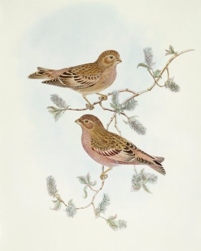 Rosenfink (Erythrospiza incarnata), gravering af John Gould af John Gould