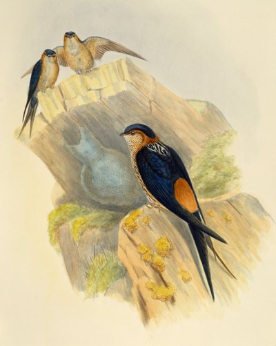 Rufous-bellied Swallow (Hirundo daurica), gravering af John Gould (1804-1881), Storbritannien af John Gould