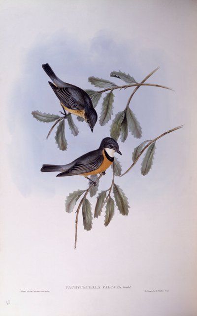 Rødbrun whistler (Pachycephala rufiventris), gravering af John Gould af John Gould