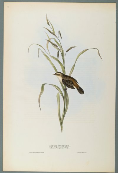 Salicaria Phragmatis: Sedge Warbler (farve litho på vævet papir) af John Gould