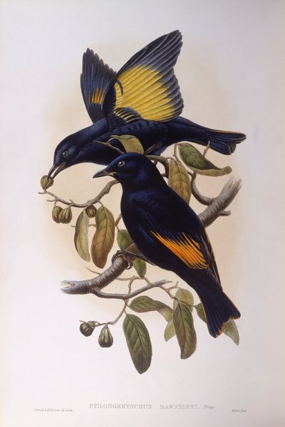 Satin bowerbird (Ptilonorhynchus violaceus), gravering af John Gould af John Gould