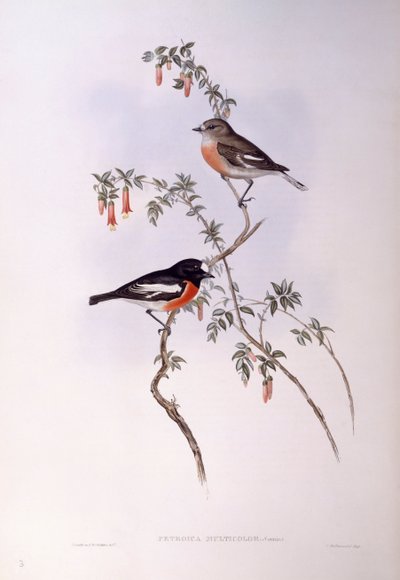 Scarlet robin (Petroica multicolour), gravering af John Gould af John Gould