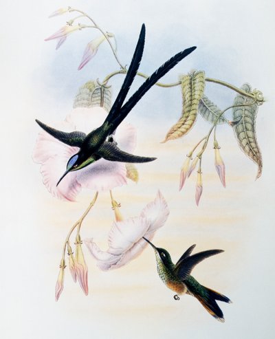 Saksehalekolibri (Hylonympha macrocerca), gravering fra Monograph of Trochilidae eller Humming Birds (1849-1861), af John Gould (1804-1881), Storbritannien af John Gould
