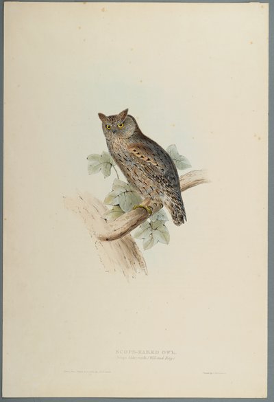 Scops Aldrovandi - Scops Eared Owl (farve litho på vævet papir) af John Gould