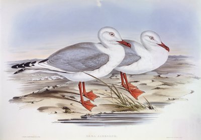 Sølvmåge (Larus novaehollandiae), Indgravering af John Gould af John Gould