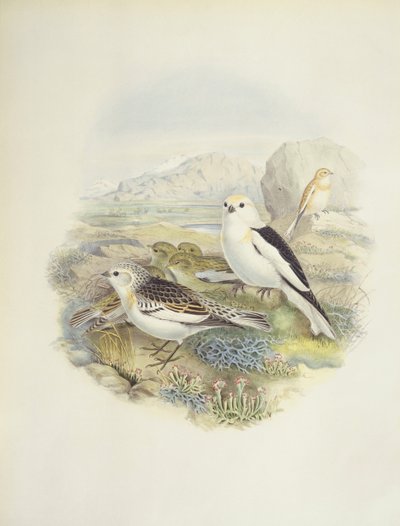 Snespurv (Plectrophenax nivalis), illustration af John Gould