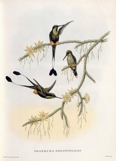 Spathura Solstitialis af John Gould