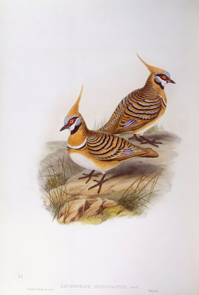 Spinifex due (Lophophaps eller Geophaps plumifera leucogaster), gravering af John Gould af John Gould