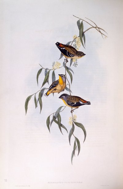 Plettet pardalote (Pardalotus punctatus), Indgravering af John Gould af John Gould