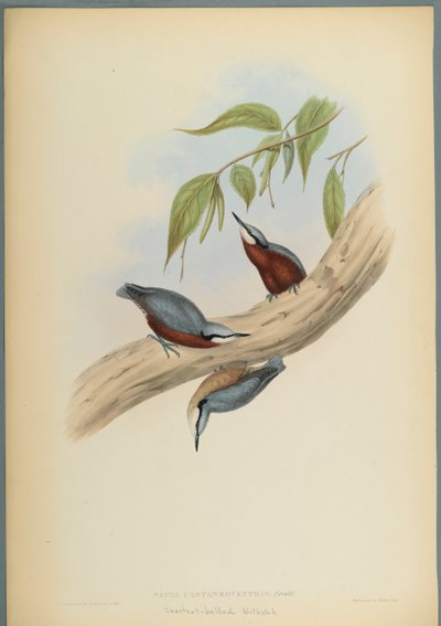 Stila Castaneoventris, Kastanje-Bellied Nuthatch (farve litho på vævet papir) af John Gould