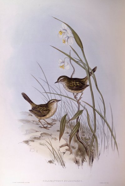Tværstribet calamanthus (Calamanthus fuliginosus), Indgravering af John Gould af John Gould