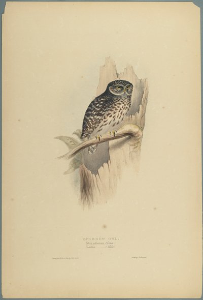 Strix Pafsernia - Noctua (farve litho på vævet papir) af John Gould