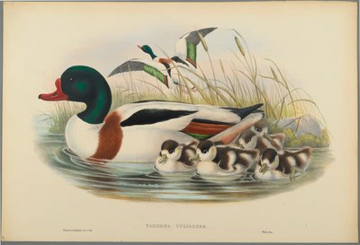Tadorna Vulpanser: Sheldrake (farve litho på vævet papir) af John Gould