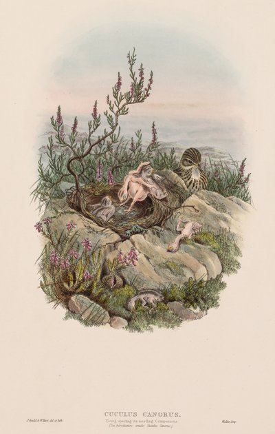 The Birds of Great Britain: Cuculus canorus. af John Gould