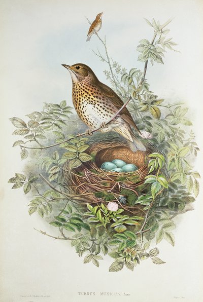 Trøske med rede (farve litho) af John Gould