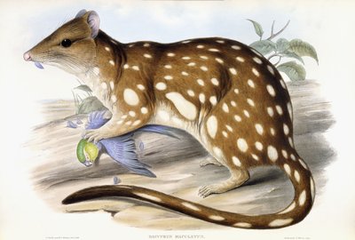 Tiger Quoll af John Gould
