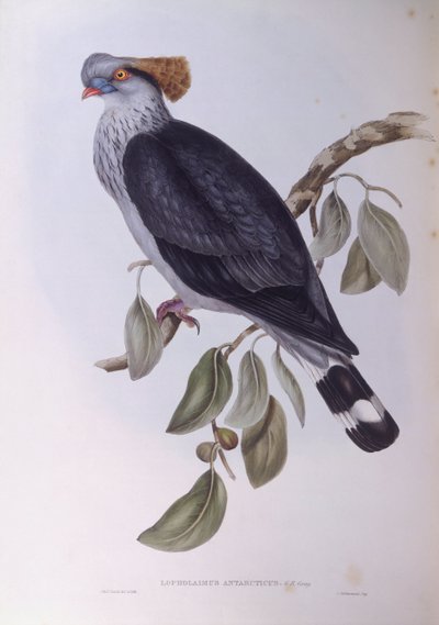 Topknotdue (Lopholaimus antarcticus), Indgravering af John Gould af John Gould