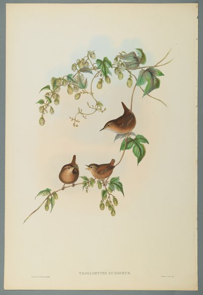 Troglodytes Europaeus - Wren (farve litho på vævet papir) af John Gould