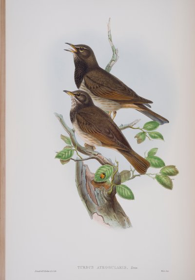 Turdis Atrogularis, plade fra The Birds of Great Britain af John Gould, udgivet 1862-73 (håndkoloreret litografi) af John Gould