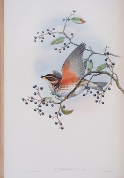Turdus Illacus, plade fra The Birds of Great Britain af John Gould, udgivet 1862-73 (håndkoloreret litografi) af John Gould