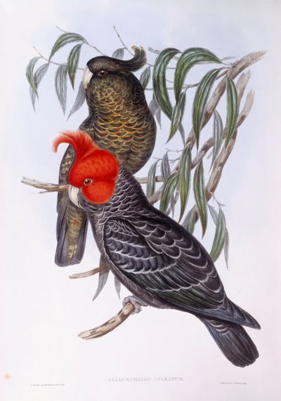 To papegøjer siddende på gren, gravering af John Gould