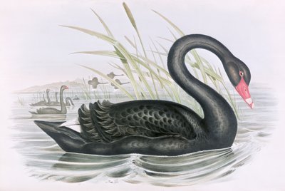 Ukendt billede af John Gould