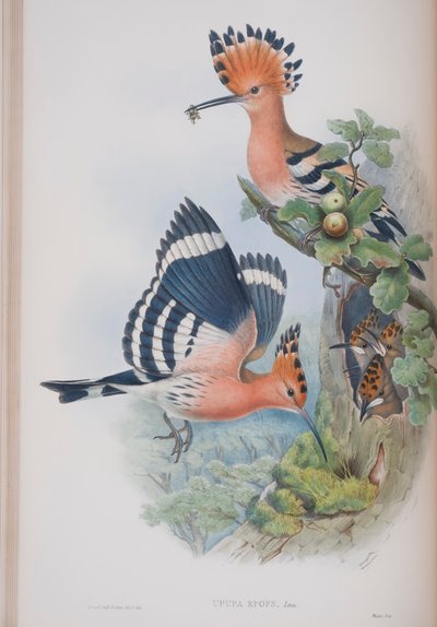 Upupa Epops, plade fra The Birds of Great Britain af John Gould, udgivet 1862-73 (håndkoloreret litografi) af John Gould