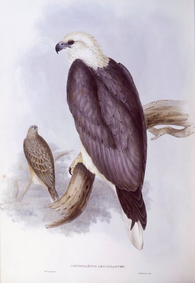 Hvidbuget fiskeørn (Haliaeetus leucogaster), Indgravering af John Gould af John Gould