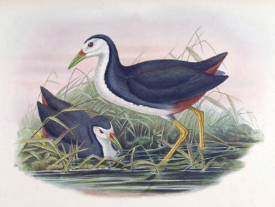 Hvidbrystet vandhøne Amaurornis phoenicurus (Pennant) af John Gould