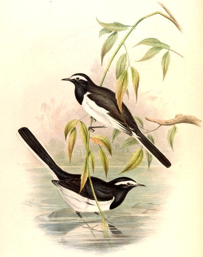 Hvidbrynet vipstjert (Large Pied Wagtail) Motacilla maderaspatensis Gmelin af John Gould