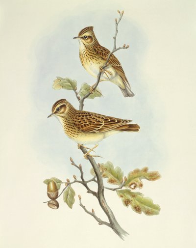 Skovlærke (Lullula arborea), gravering af John Gould af John Gould