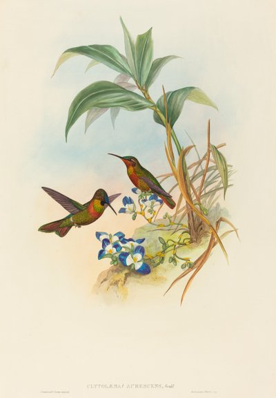 Clytolaema aurescens (Banded Ruby eller Gould