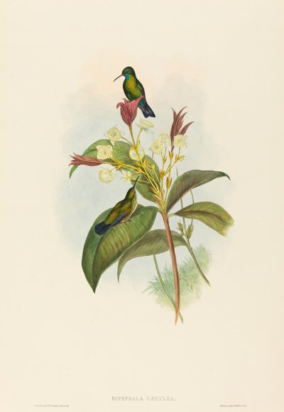 Blåkinnet safir af John Gould and H.C. Richter