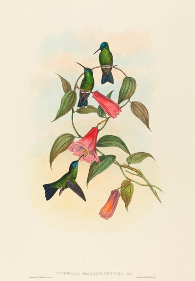 Eucephala smaragdocaerulea (Goulds trænymfe) af John Gould and H.C. Richter