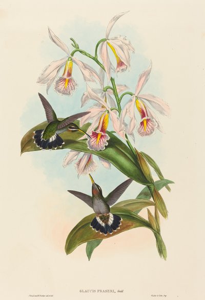 Glaucis fraseri (Frasers pigtråd) af John Gould and H.C. Richter