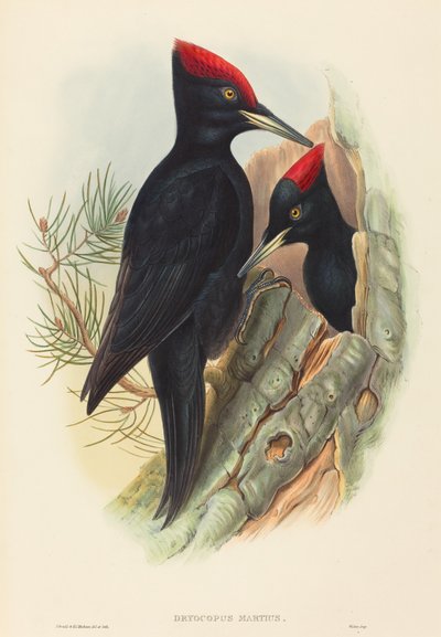 Stor sort spætte (Dryocopus martius) af John Gould and H.C. Richter