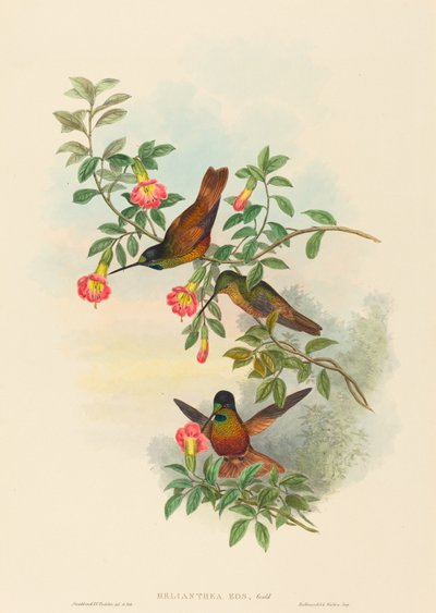 Helianthea eos (Golden Star-frontlet) af John Gould and H.C. Richter