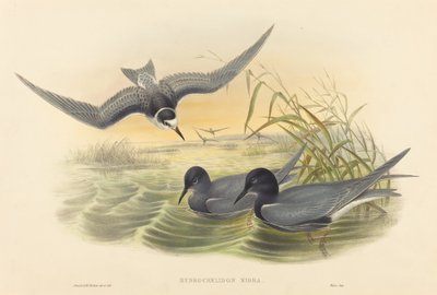 Hydrochelidon nigra af John Gould and H.C. Richter