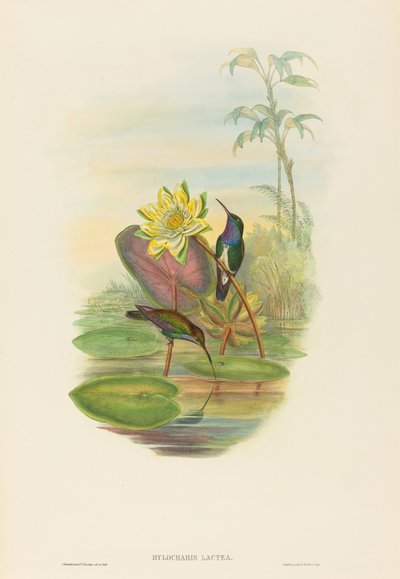 Hylocharis Lactea (Sapphire-breasted smaragd) af John Gould and H.C. Richter