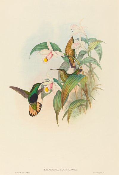 Lafresnaya flavicaudata (Buff-tailed Velvet-bryst) af John Gould and H.C. Richter
